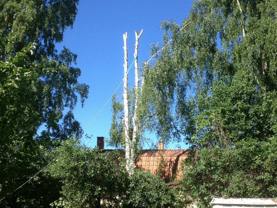 Fällning av toppad björk