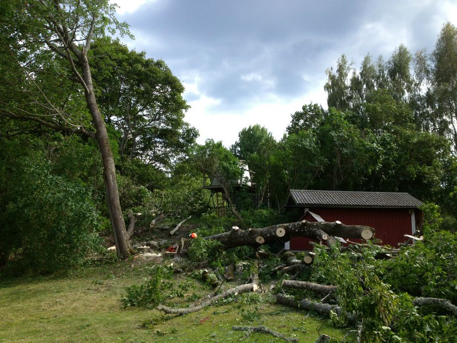 Fällning av lönnar i Värna