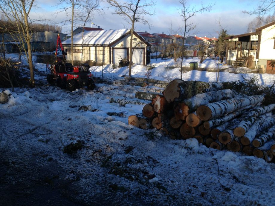 Huggning och skotning av björkar åt bostadsrättsförening.