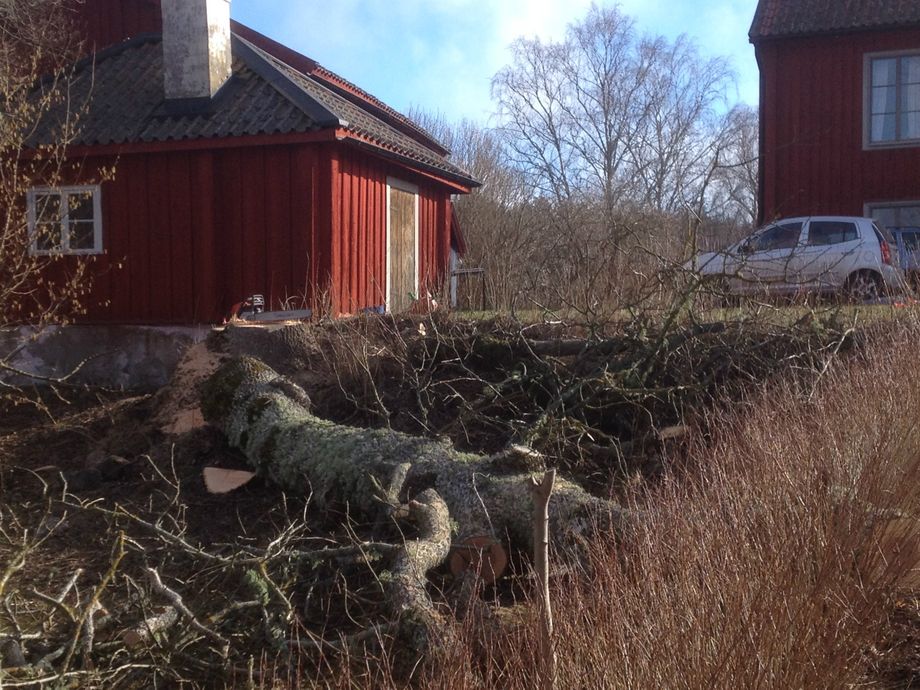 Fällning ask i Björsäter.