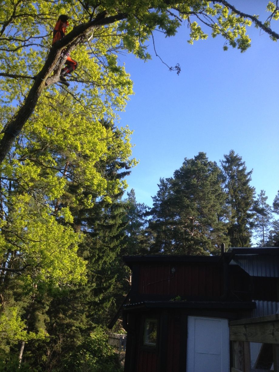 Ek hänger ut över sommarstuga