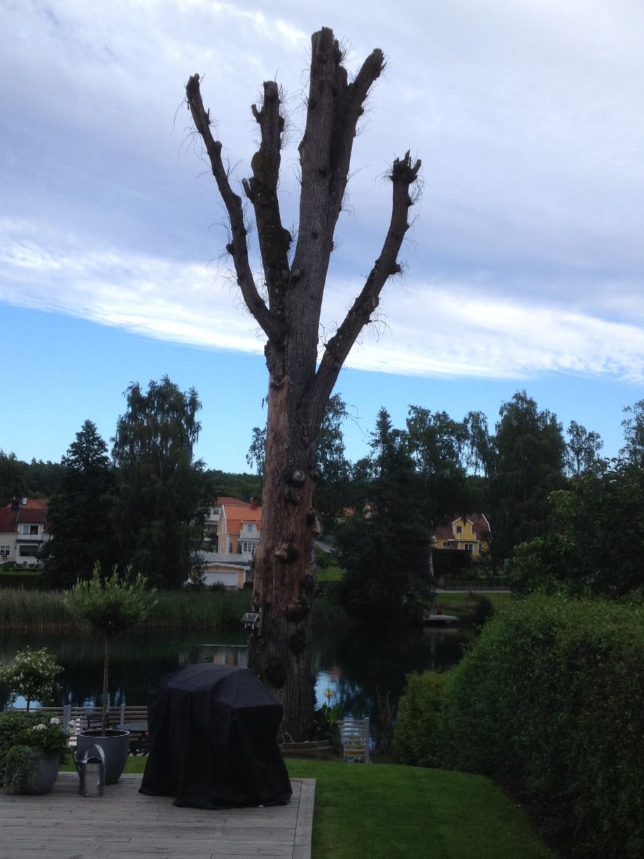 Död alm i Motala innan nedtagning